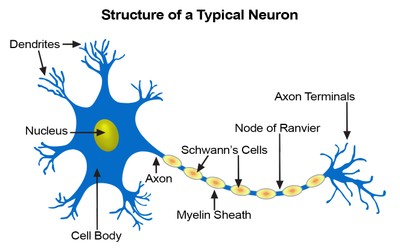 Neuron_Structure_090420A