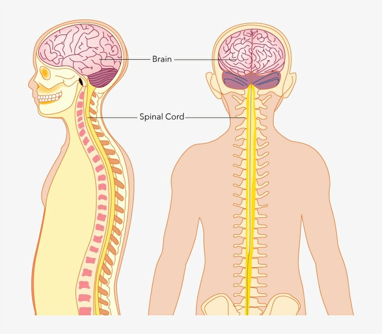 The Central_Nervous_System_PNGKEY_090520A