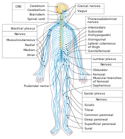 The_Peripheral_Nervous_System_090520A