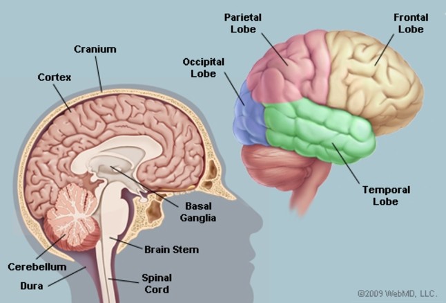 The_Human_Brain_Anatomy_WebMD_110420A