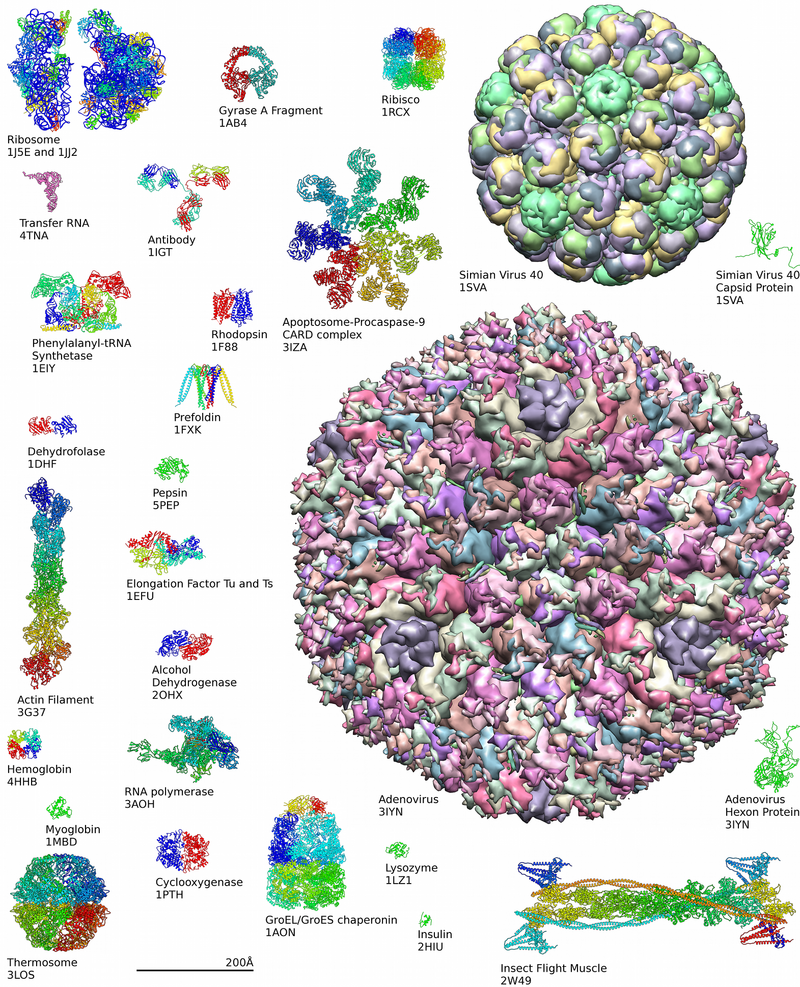 Examples_of_Protein_Structures_112120A