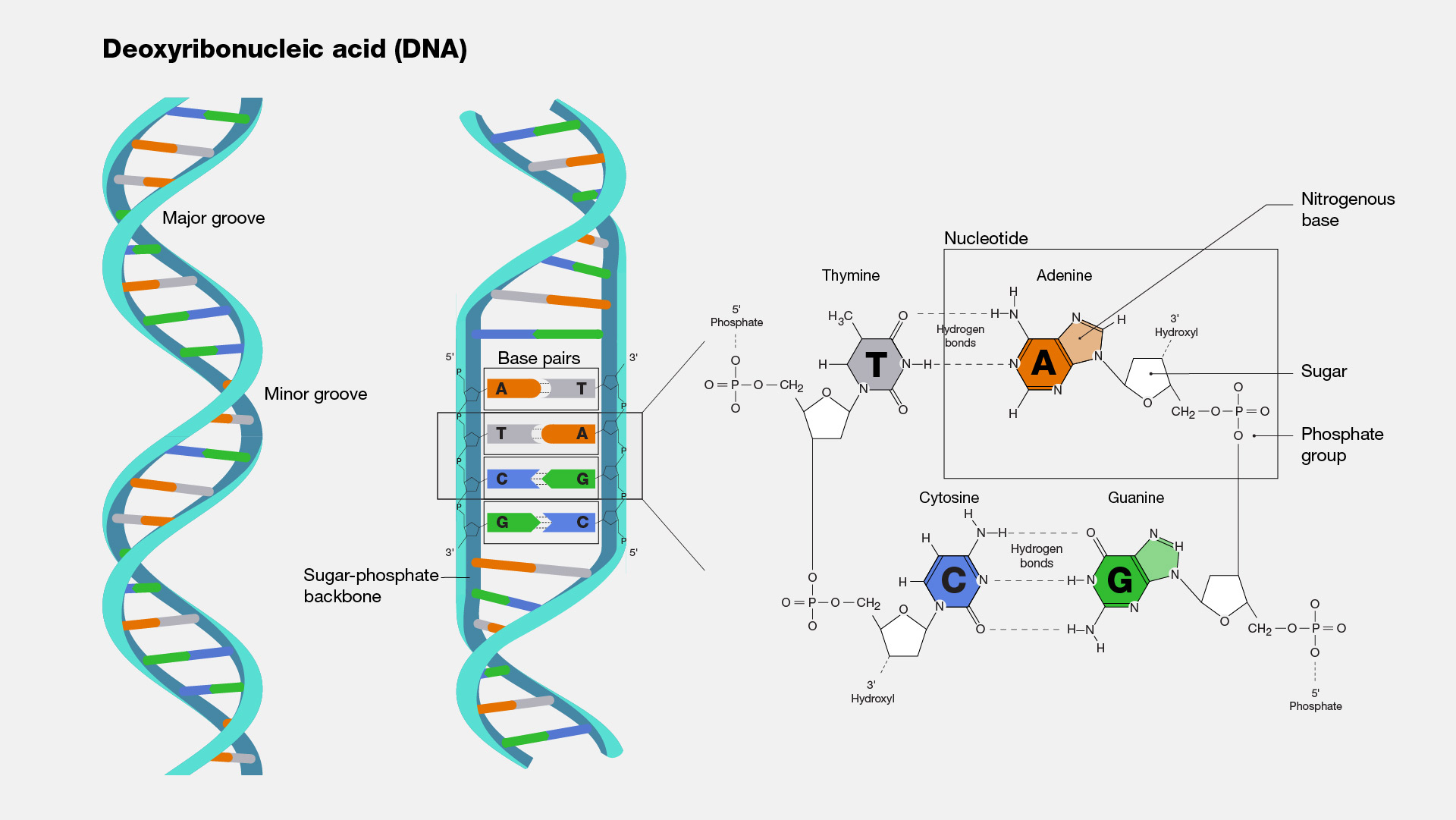 DNA_NIH_042422A