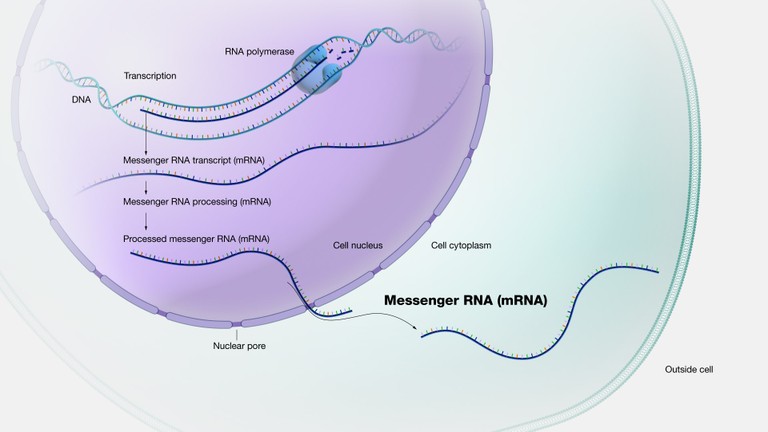 mRNA_121622A