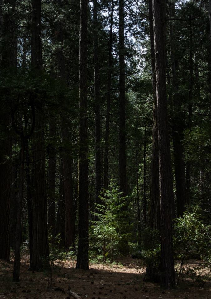 Yosemite_California_575385