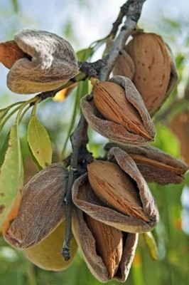 Almonds in Israel_090523A