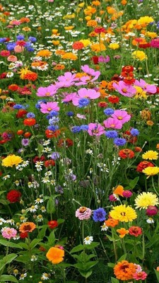 Beautiful Flowers_120423A