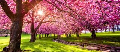 Cherry Blossoms_043023