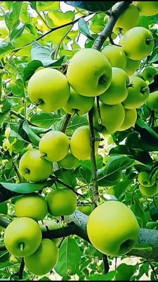 Apples_080923A