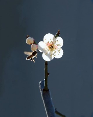 The Plum Blossom_012523A