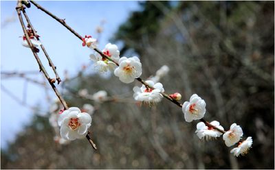 The Plum Blossom_012523B