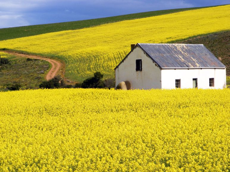 Canola Fields_121822A