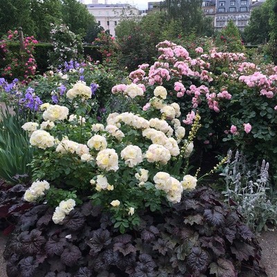 Rose Garden_Hyde Park_London_UK_060815B