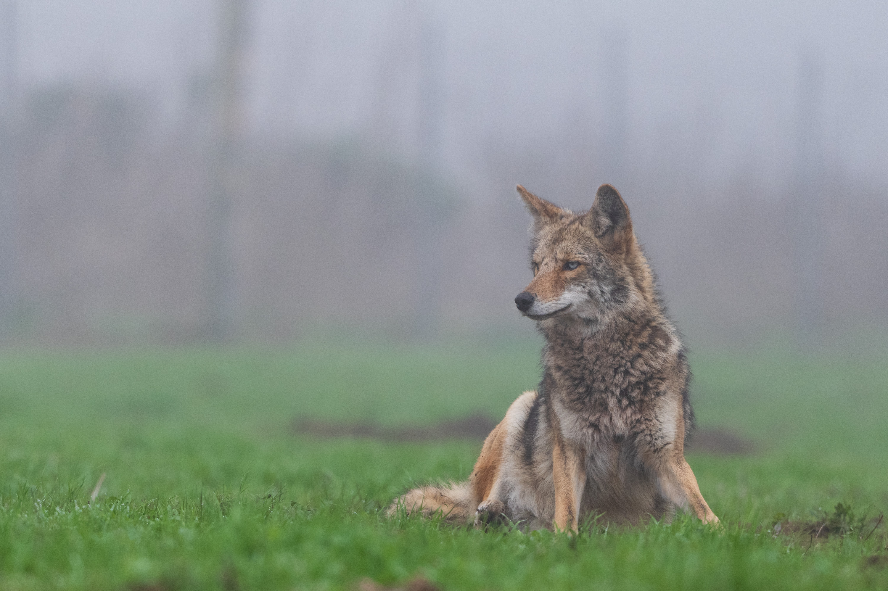 Coyote_012121A