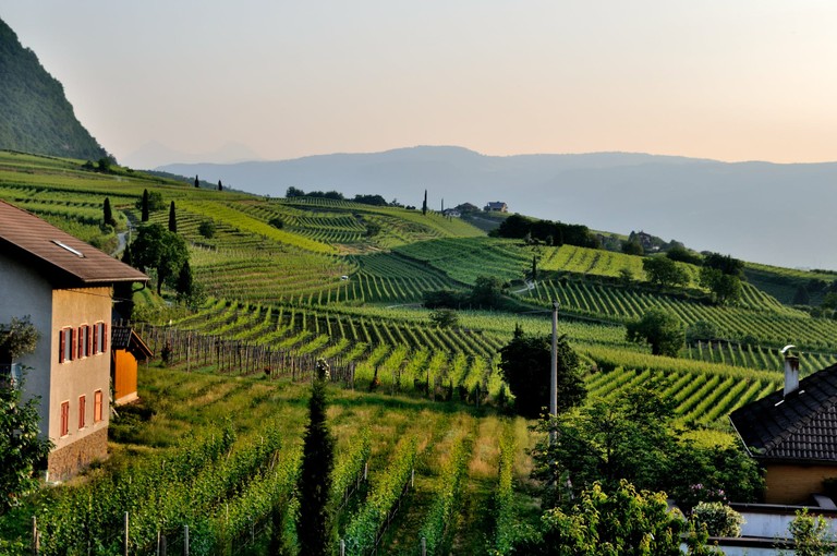 Vineyards, Roland_Italy_100120A