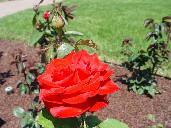 Roses_DSC_00548